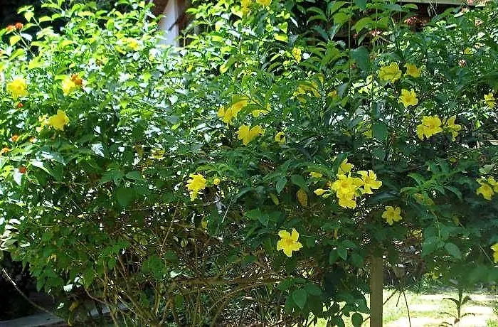 Отель Cote Sud Self Catering